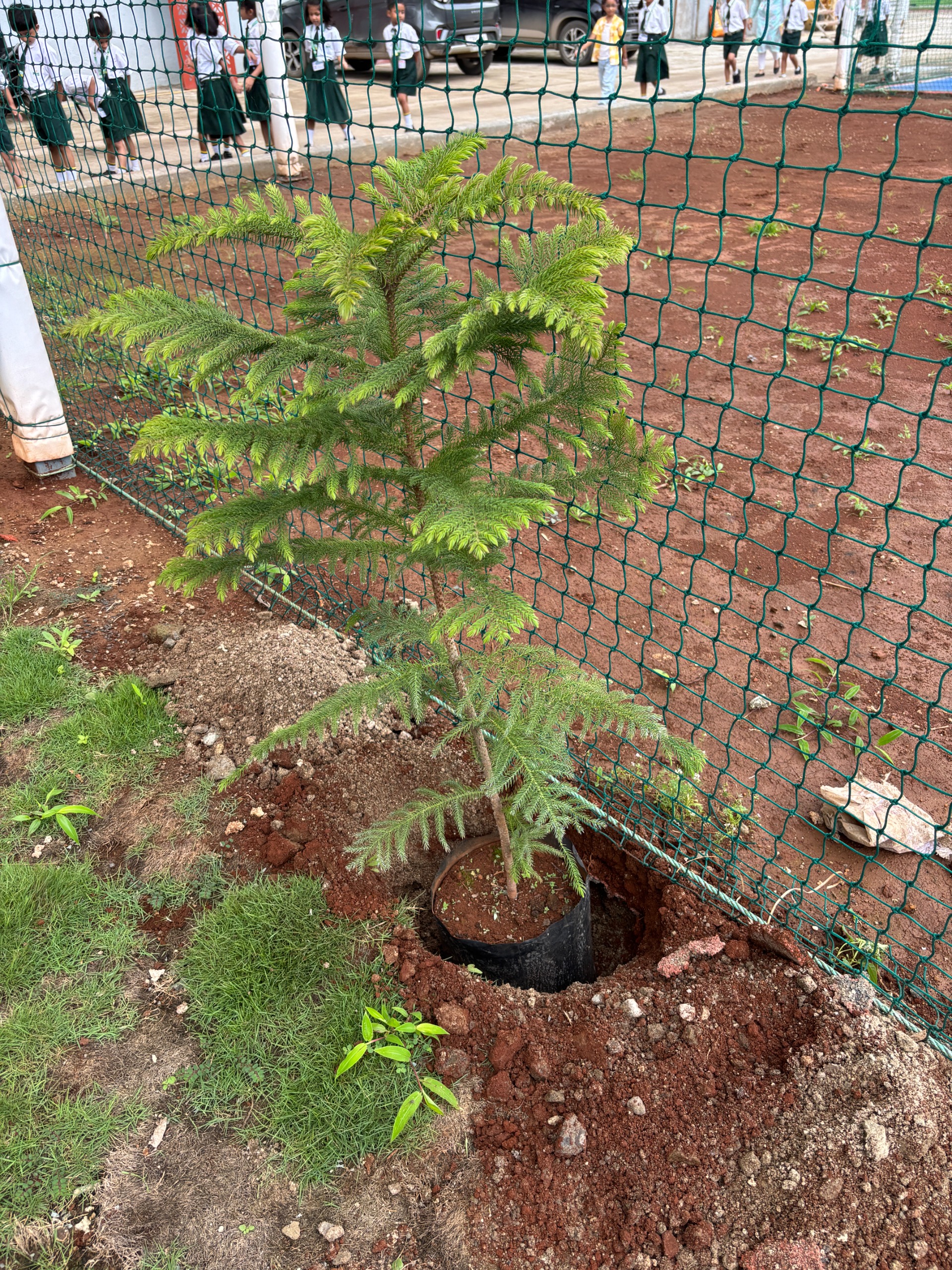Ek Ped Maa Ke Naam, Tree Plantation Activity at MIS School Maan Hinjawadi
